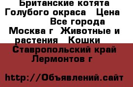 Британские котята Голубого окраса › Цена ­ 8 000 - Все города, Москва г. Животные и растения » Кошки   . Ставропольский край,Лермонтов г.